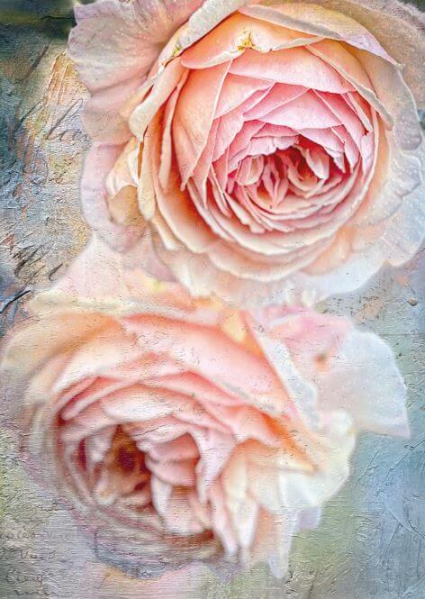 Carte - Duo de roses