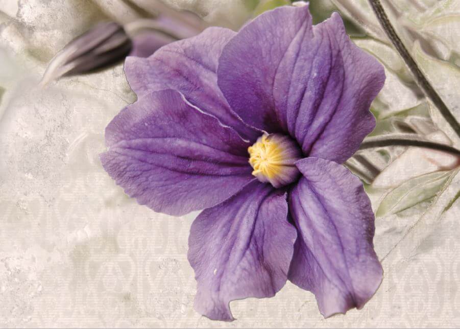 Karte - Clematis - Vintage