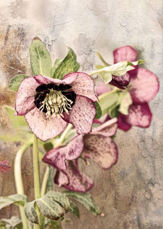 Karte - Helleborus - Vintage