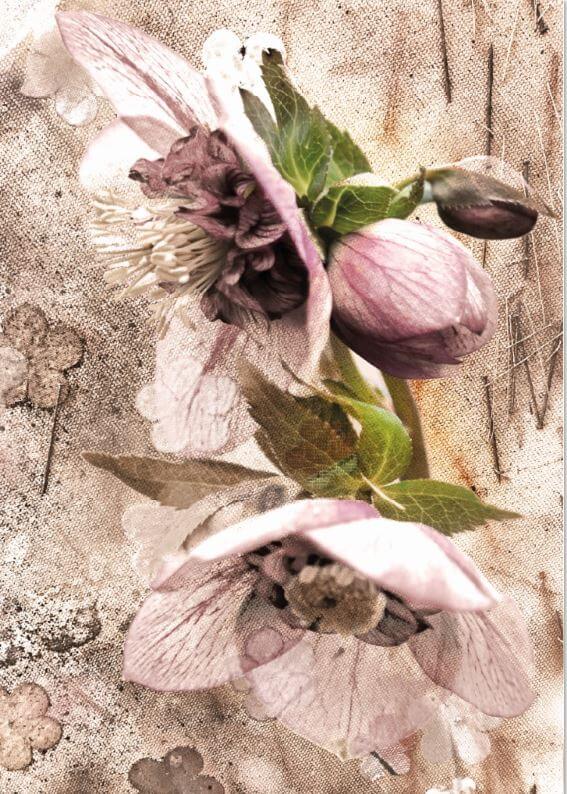 Karte - Helleborus - Vintage