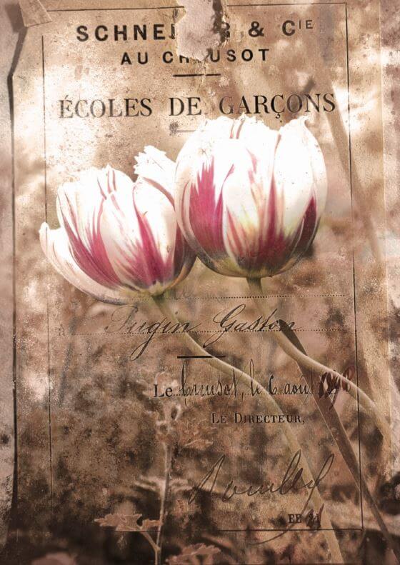 Carte - Tulipes - Vintage