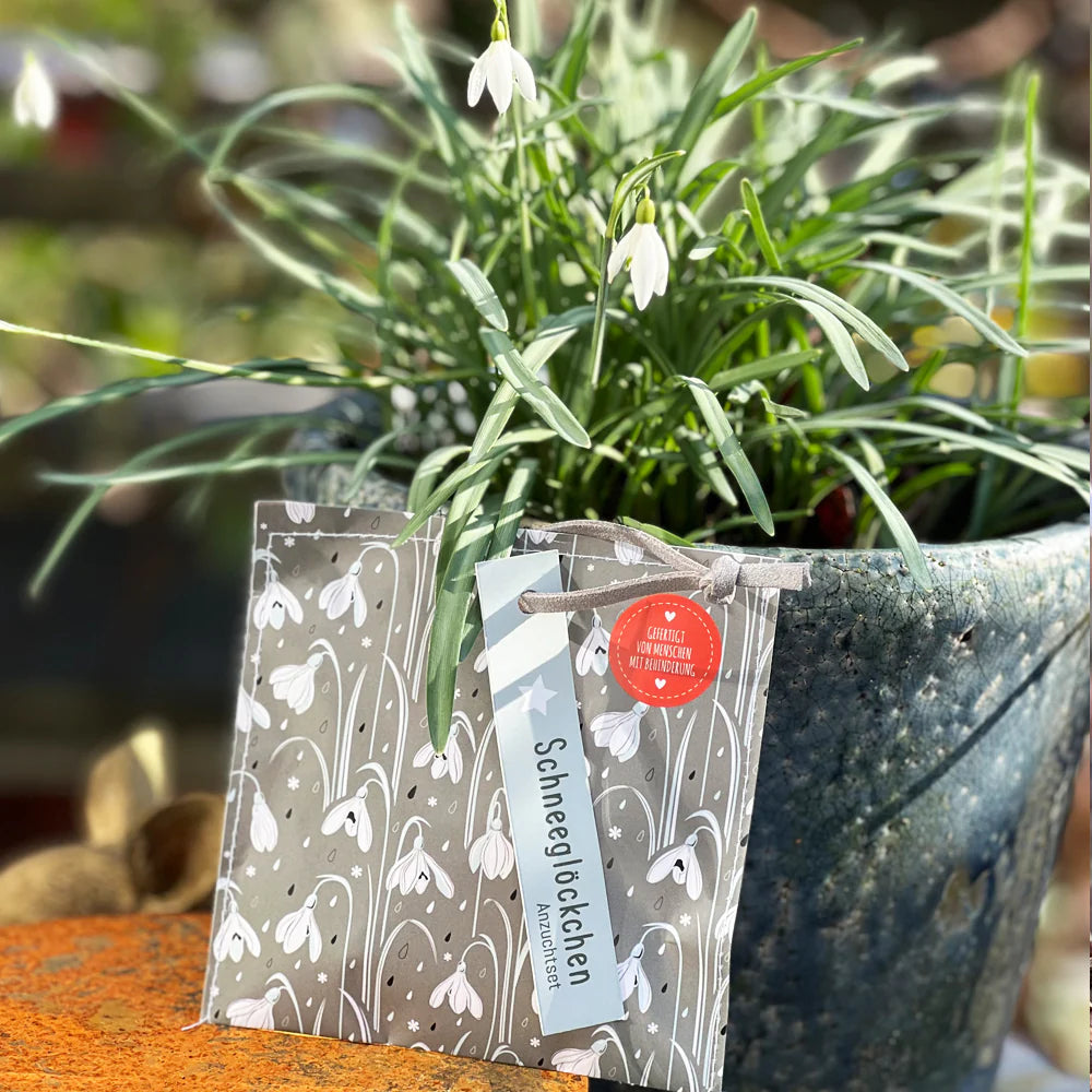 Weihnachtsgruß mit Schneeglöckchen Saatgut – Zauberhaftes Anzuchtset