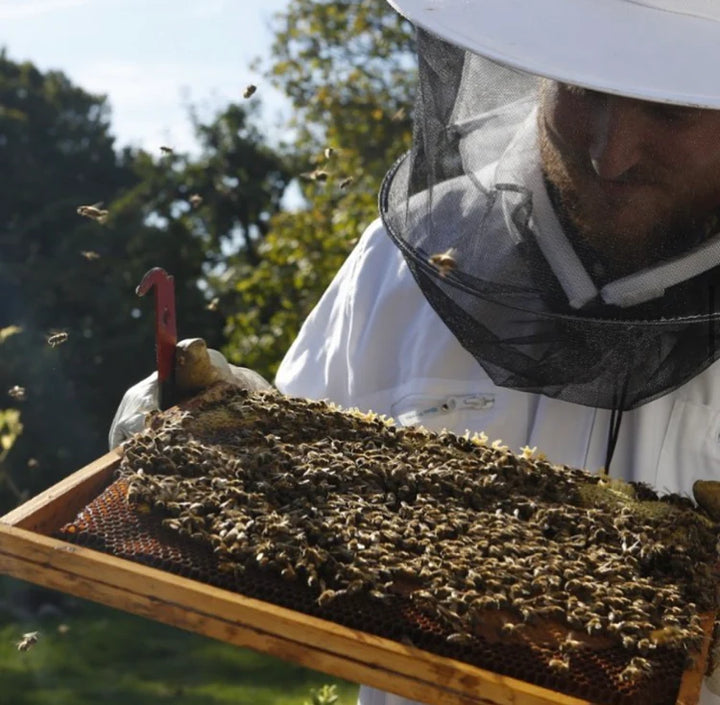 Honigpralinen 4er Set –  Glückwunsch